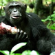 Illustration for article titled Lady Chimps Have Sex For Meat • A Surprising Number Of 12 Year-Olds Are Having All Kinds Of Sex